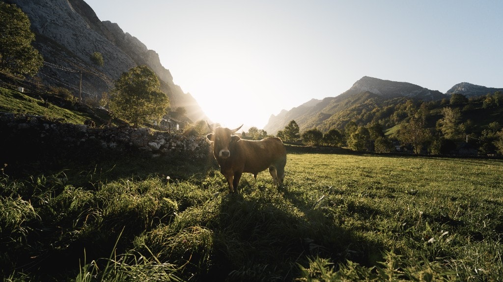 La vaca asturiana — el paisaje que rodea cada aventura OUTCAST